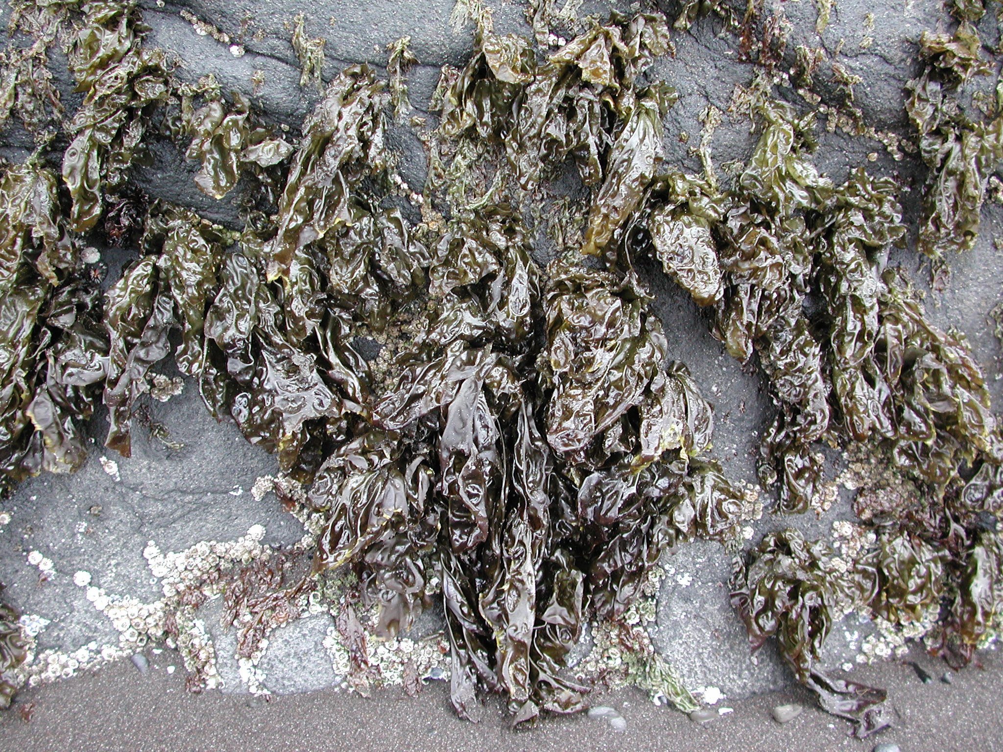 Wildemania norrisii – M. Lindeberg · Aleutian Islands · June 2005