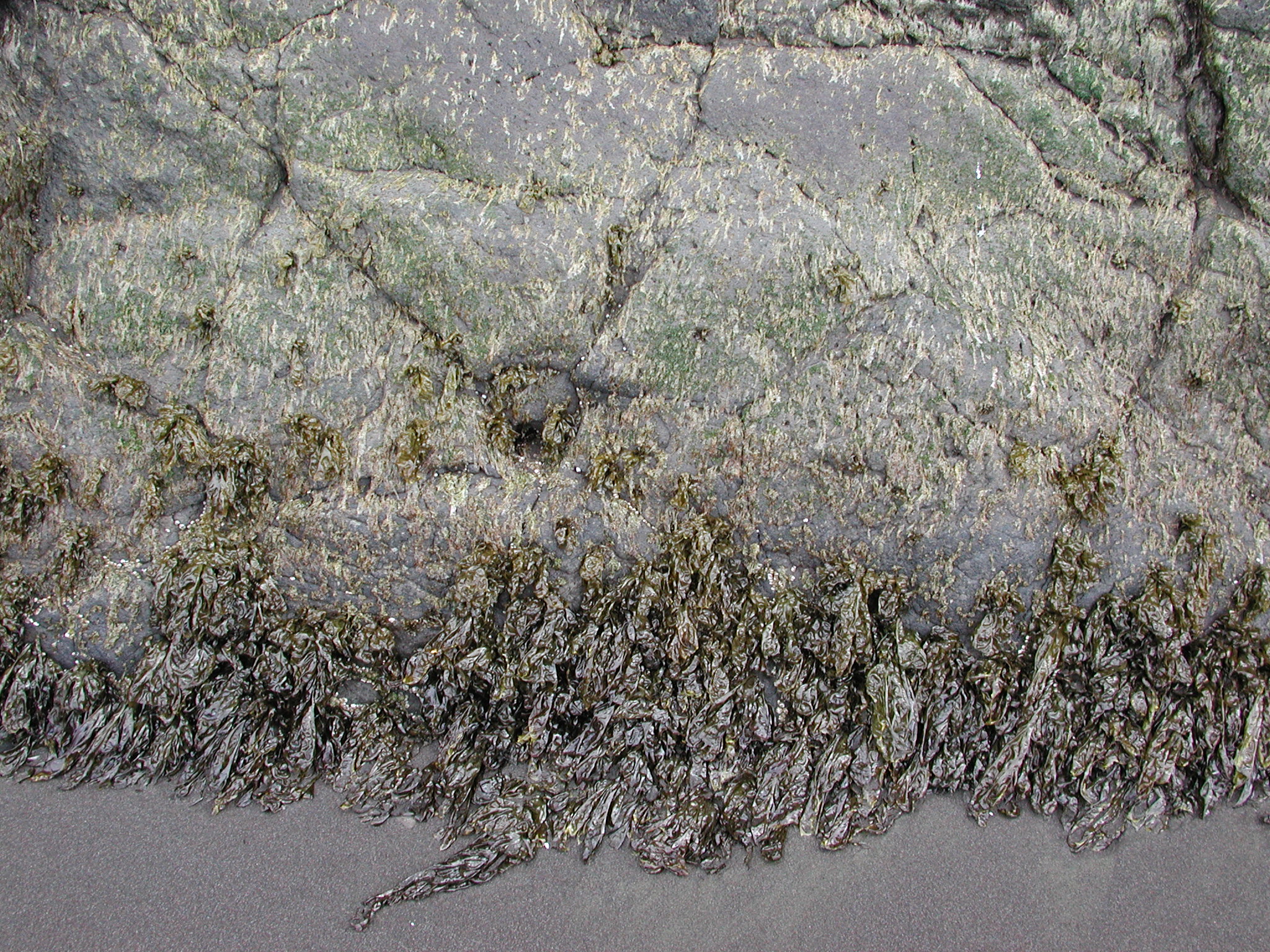 Wildemania norrisii – M. Lindeberg · Aleutian Islands · June 2005