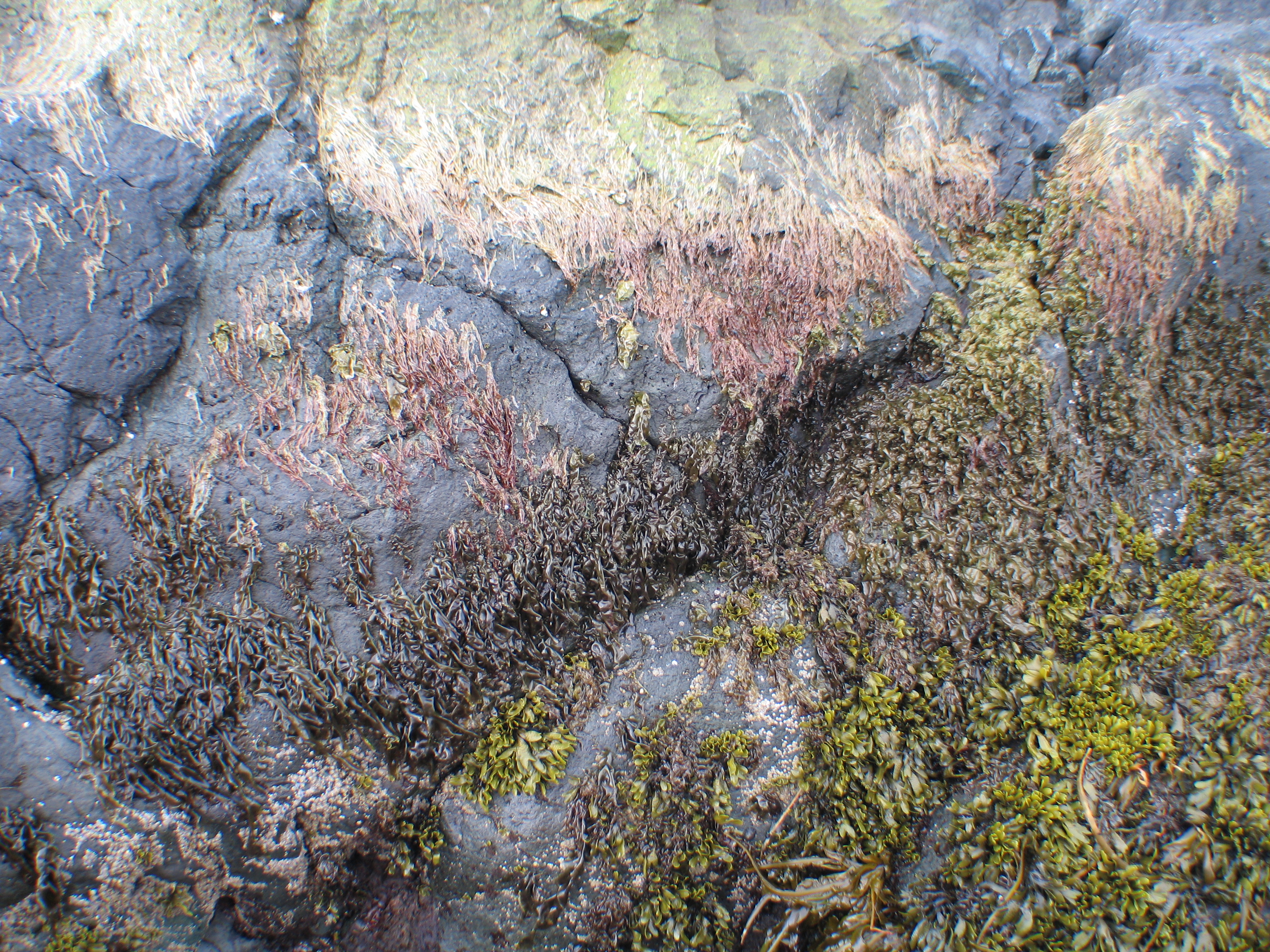 Wildemania norrisii – M. Lindeberg · Aleutian Islands · June 2007