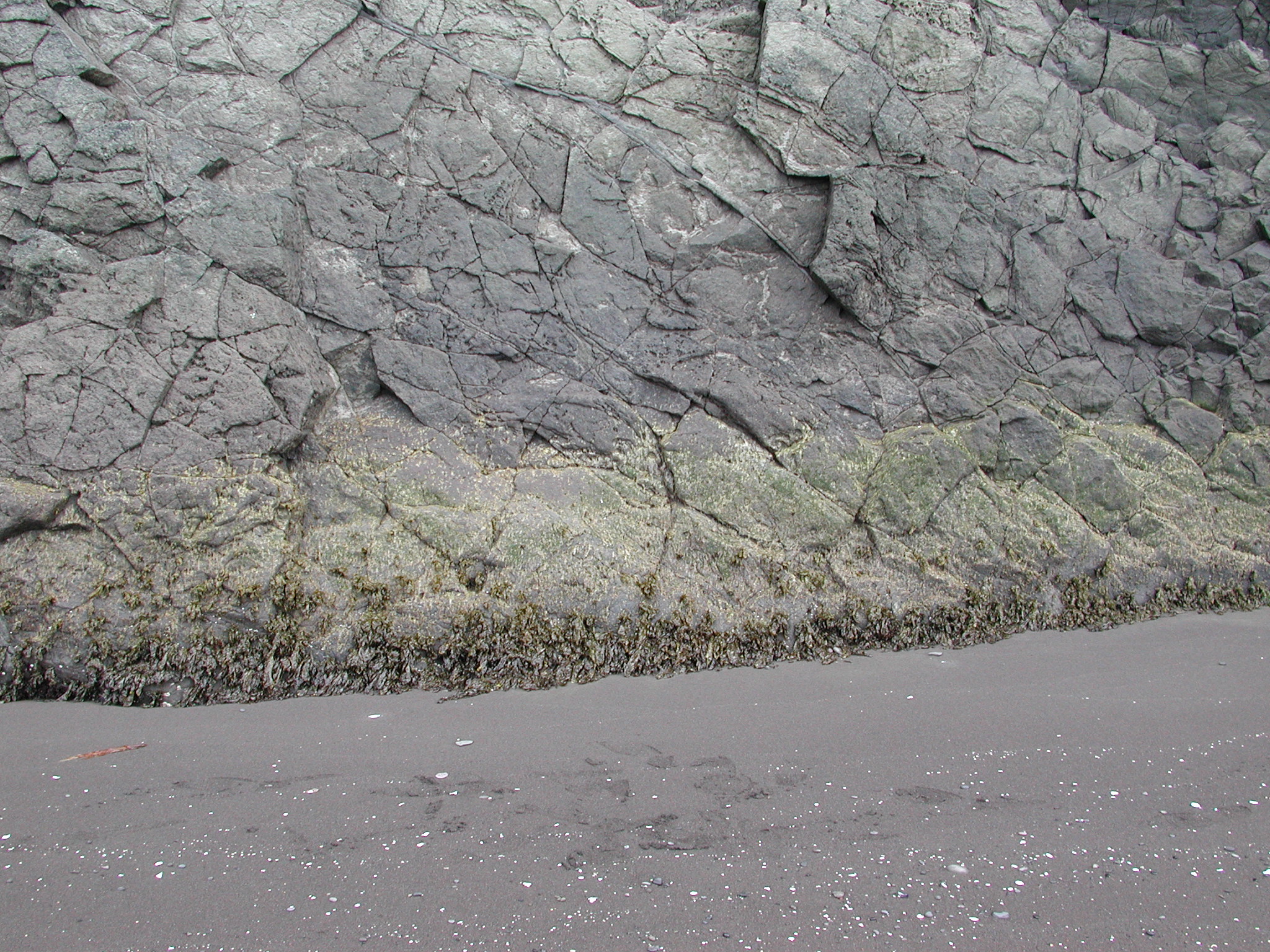 Wildemania norrisii – M. Lindeberg · Aleutian Islands · June 2005