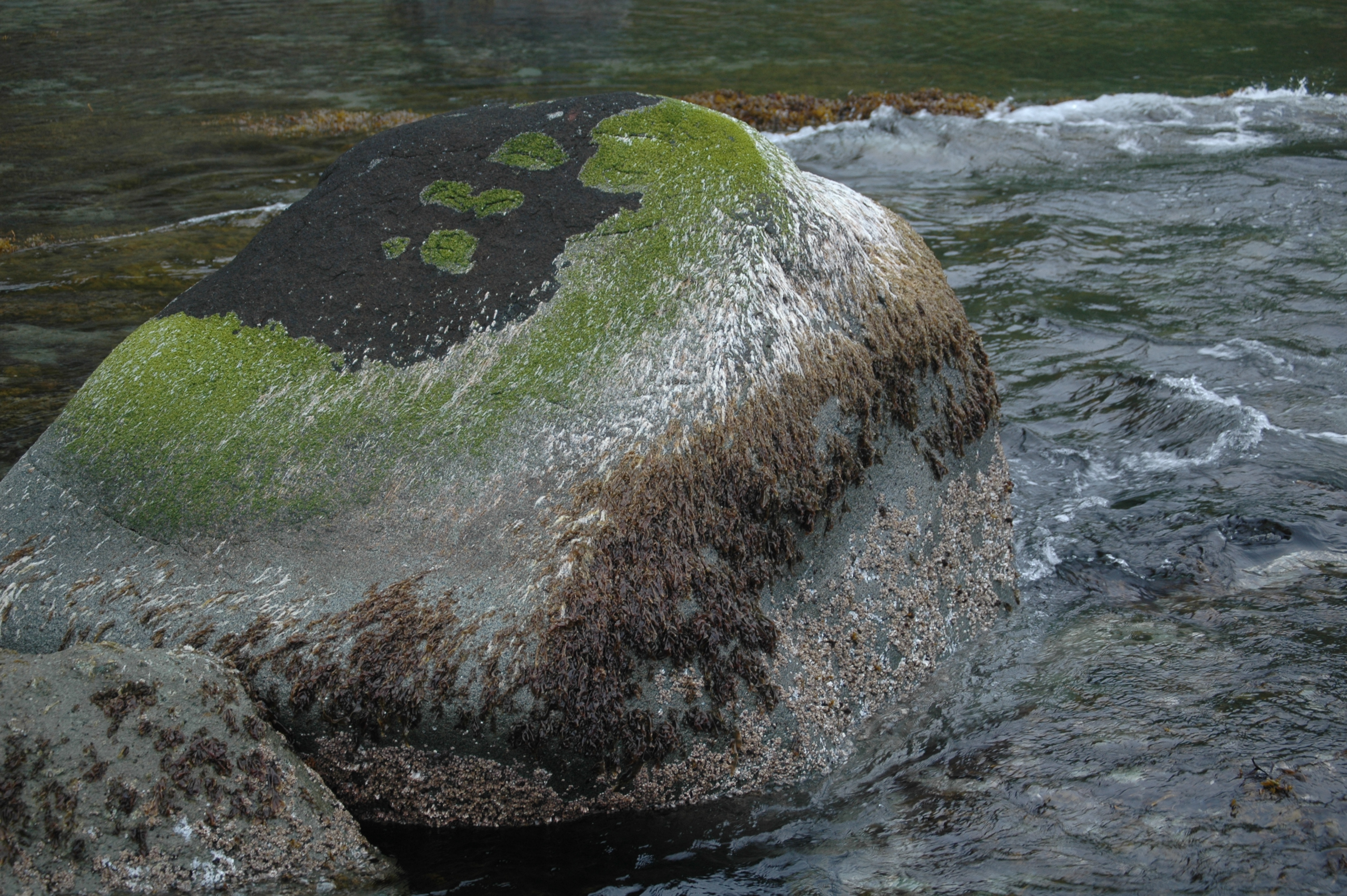 Wildemania norrisii – M. Lindeberg · Aleutian Islands · July 2007