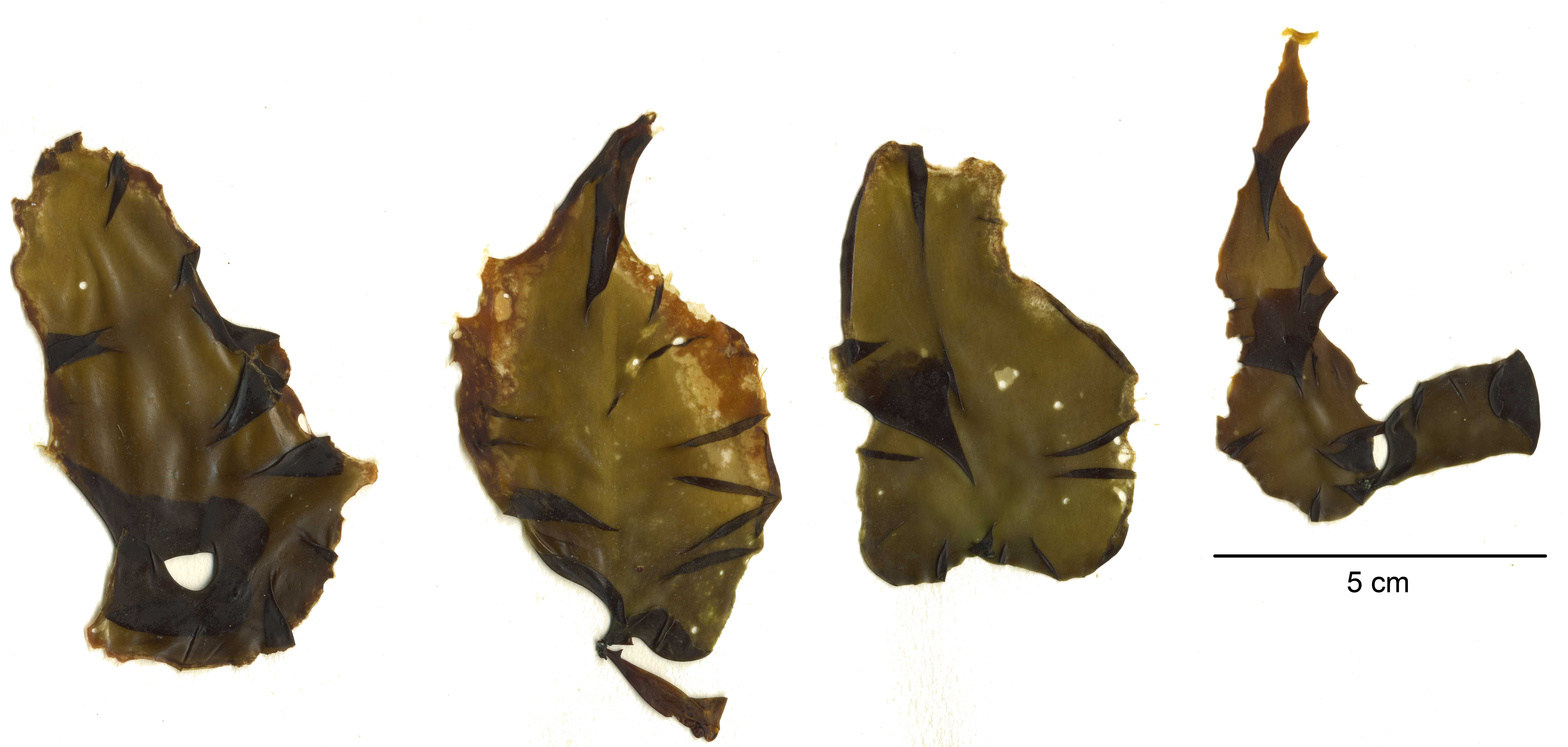 Wildemania norrisii – S. Lindstrom