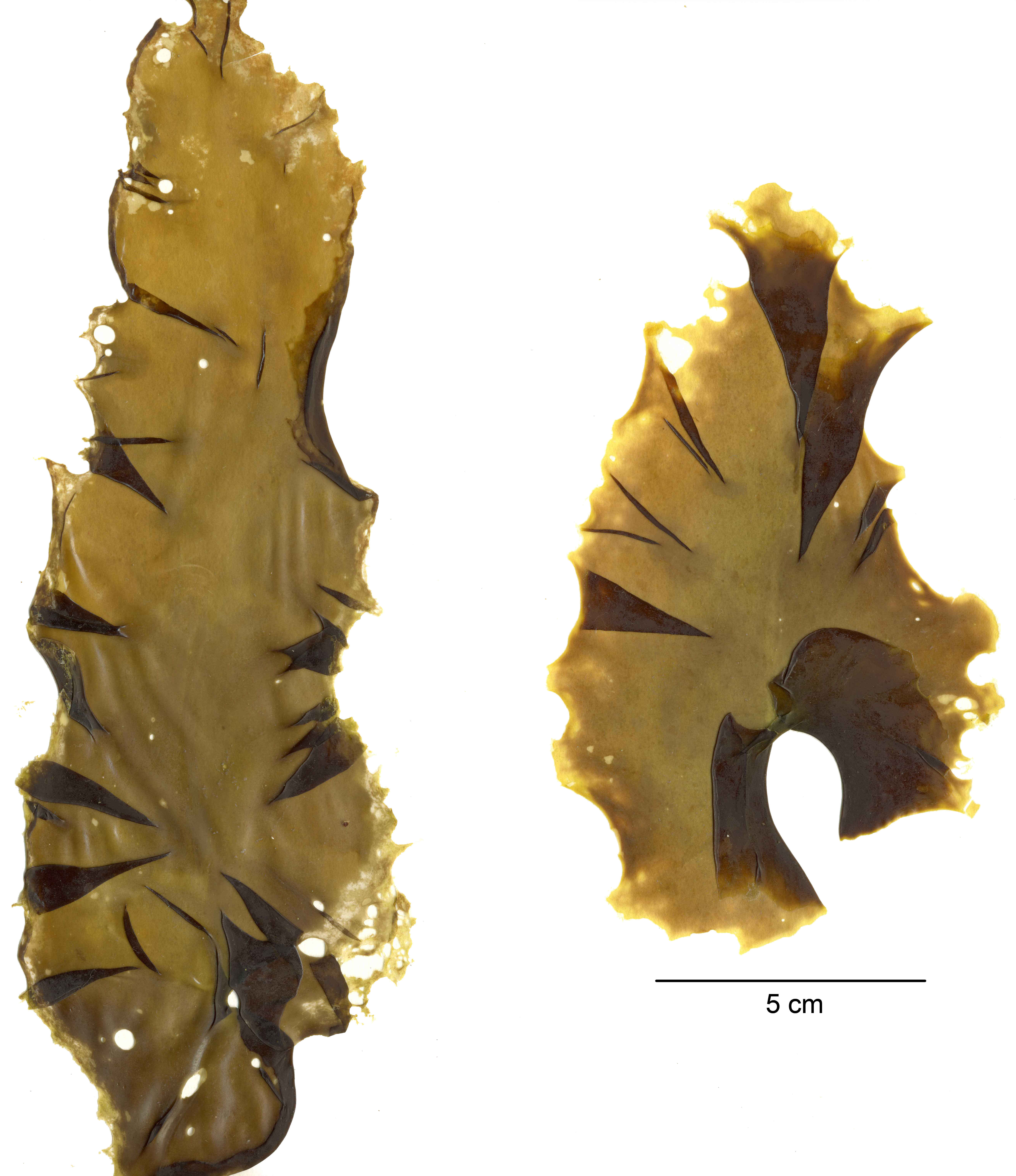 Wildemania norrisii – M. Lindeberg · Aleutian Islands · June 2005