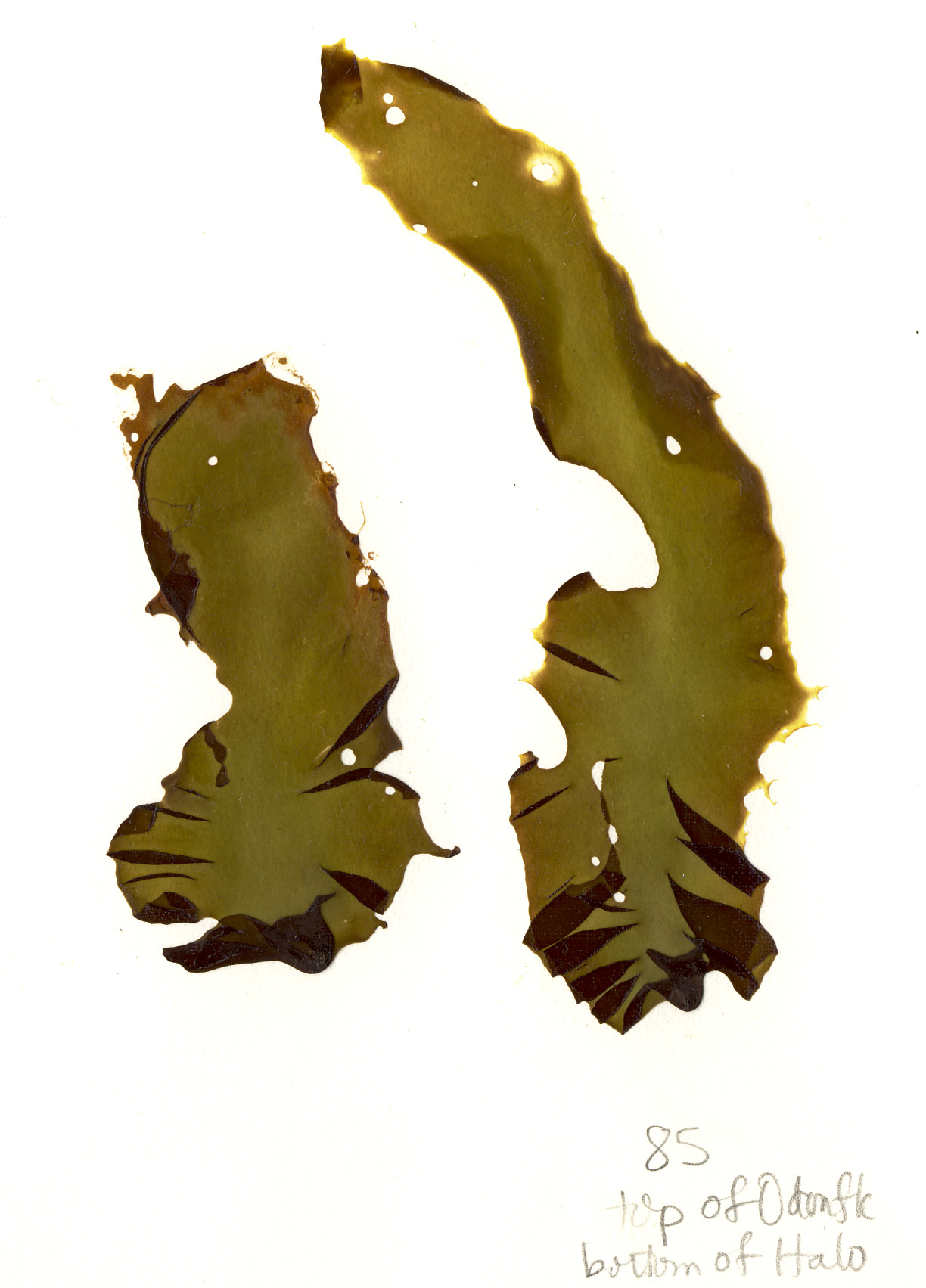 Wildemania norrisii – S. Lindstrom