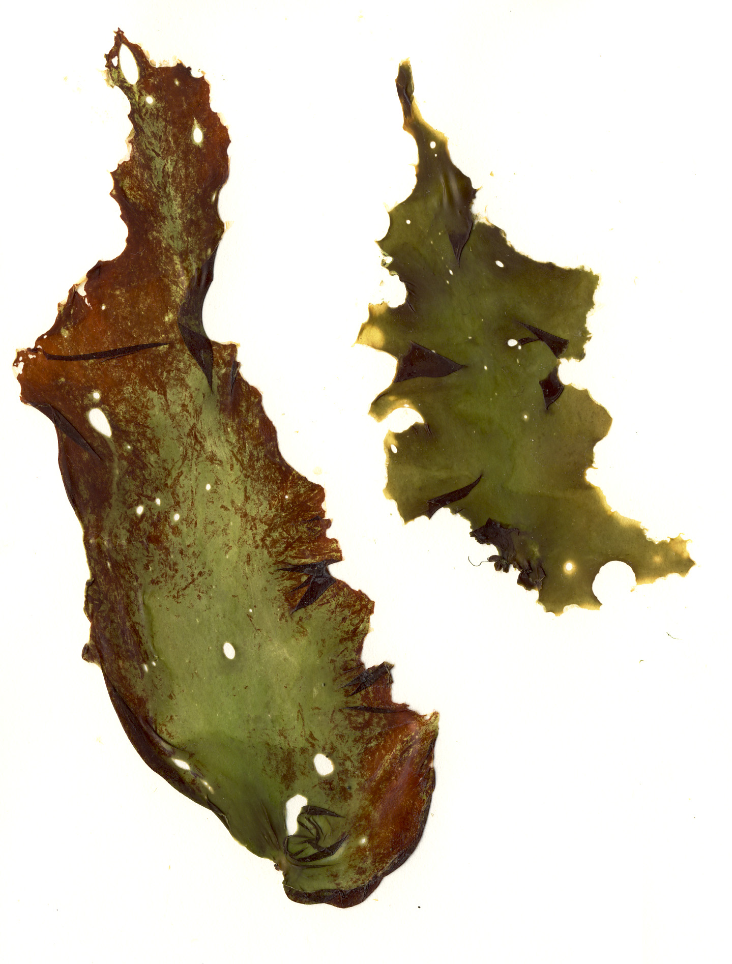 Wildemania norrisii – S. Lindstrom