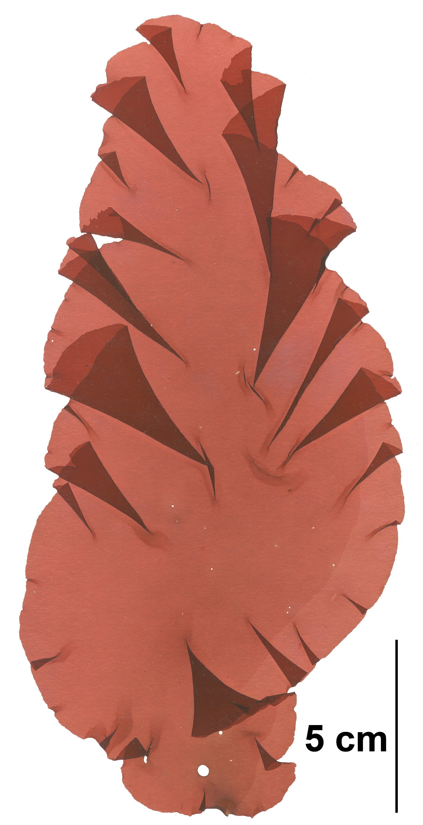 Wildemania variegata