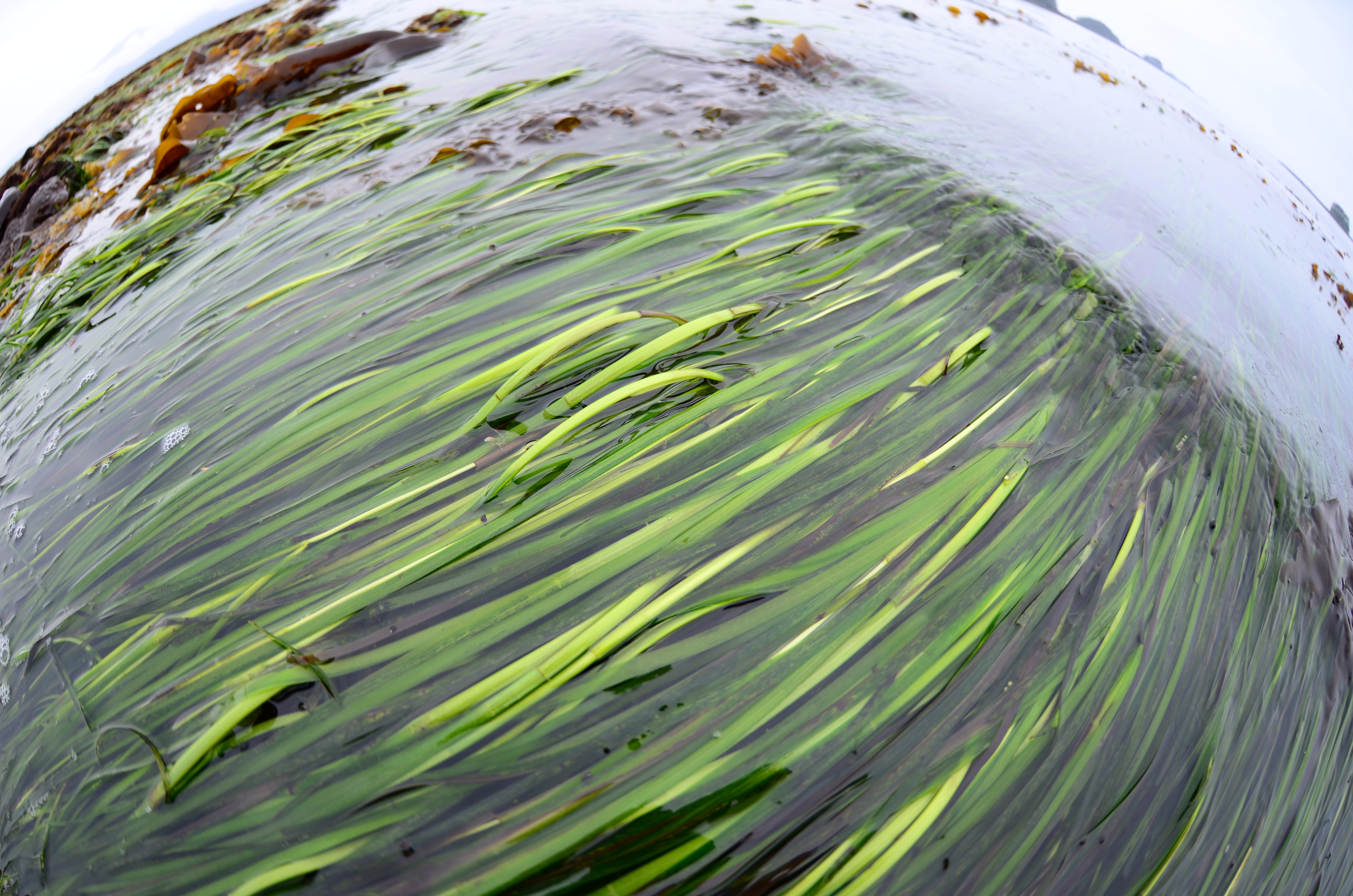 Zostera marina – M. Lindeberg · Southeast Alaska · May 2013