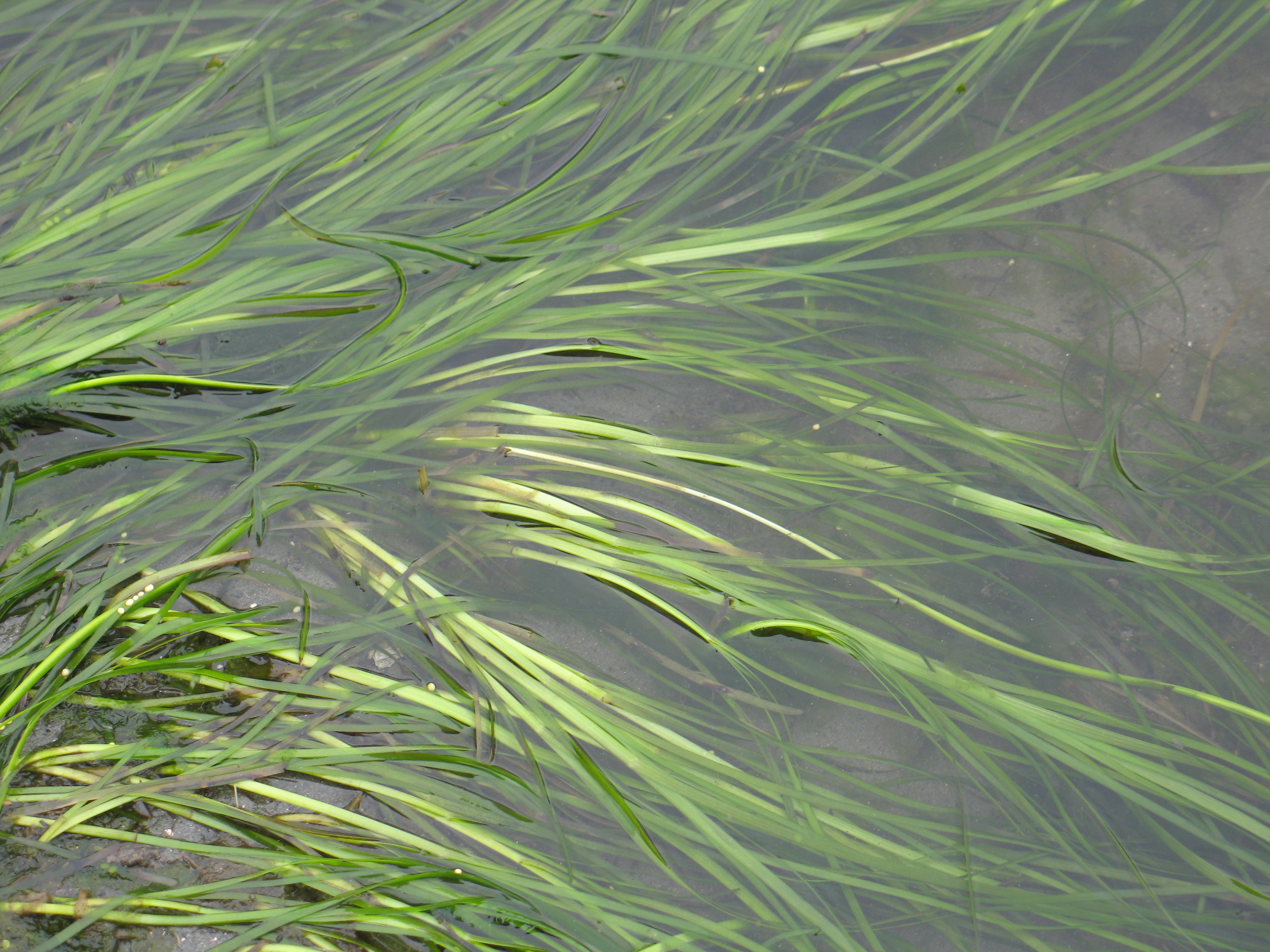 Zostera marina – M. Lindeberg · Southeast Alaska · June 2008
