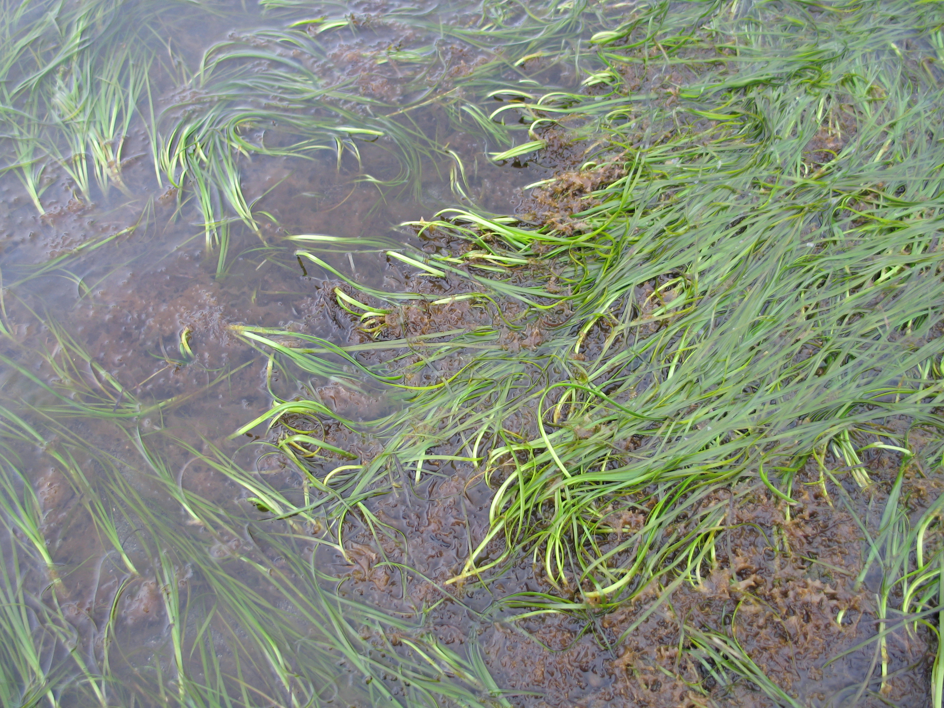 Zostera marina – M. Lindeberg · Southeast Alaska · June 2008