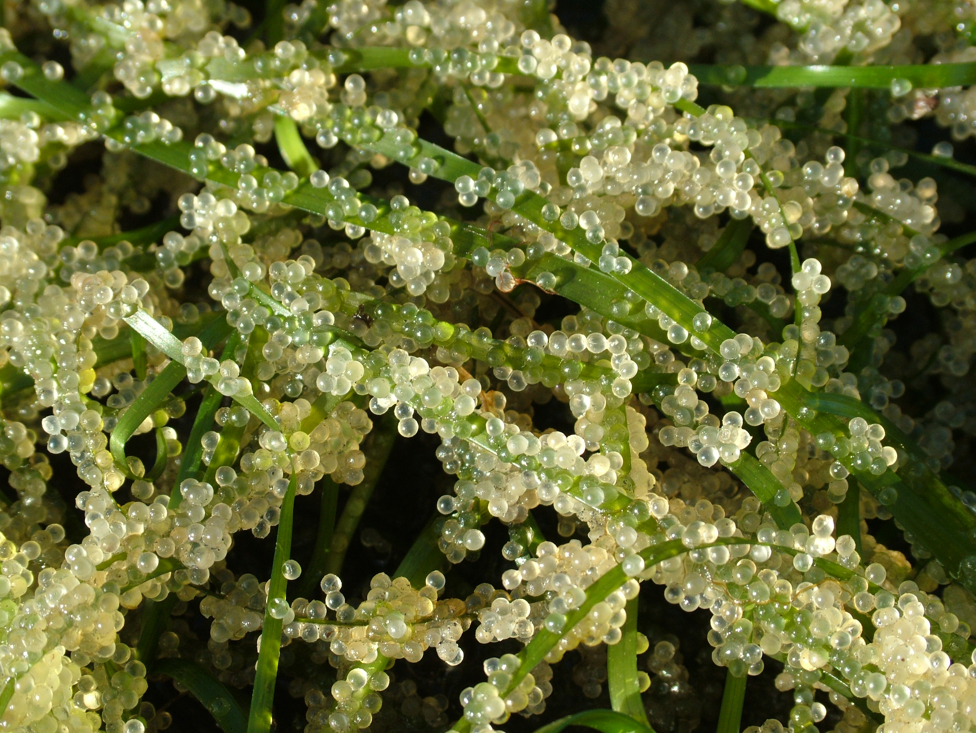 Zostera marina – J. Thedinga · Southeast Alaska · May 2004
