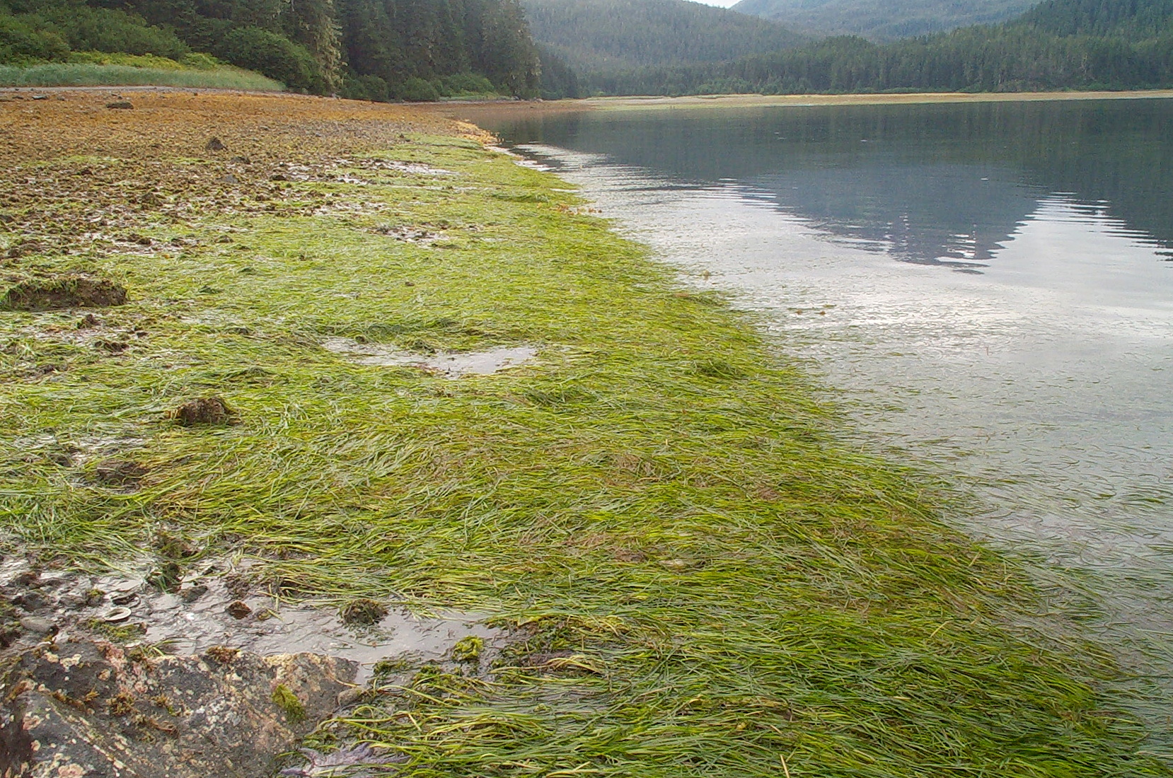 Zostera marina – M. Lindeberg · Southeast Alaska · August 2000