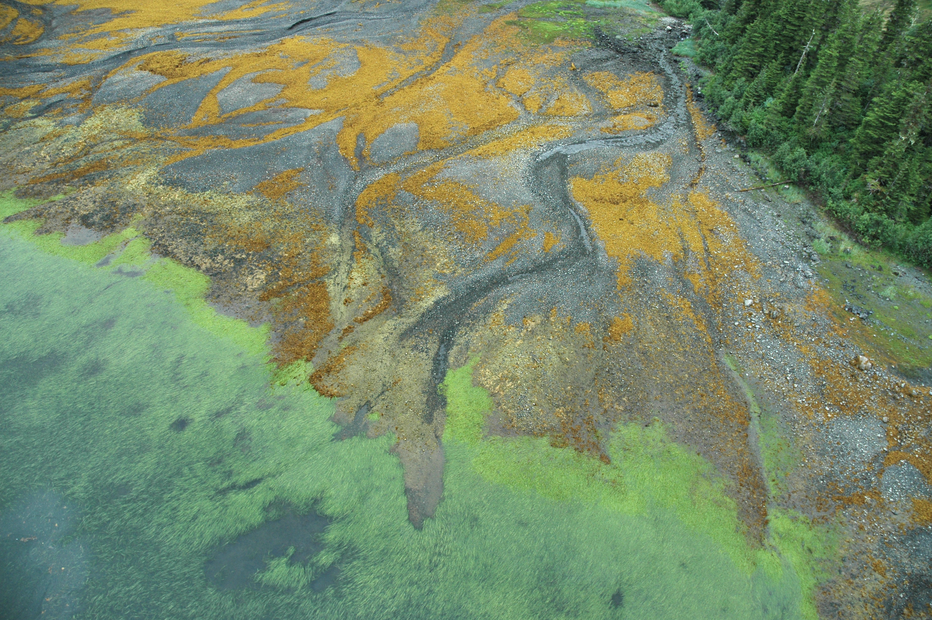 Zostera marina – M. Lindeberg · Prince William Sound · July 2004