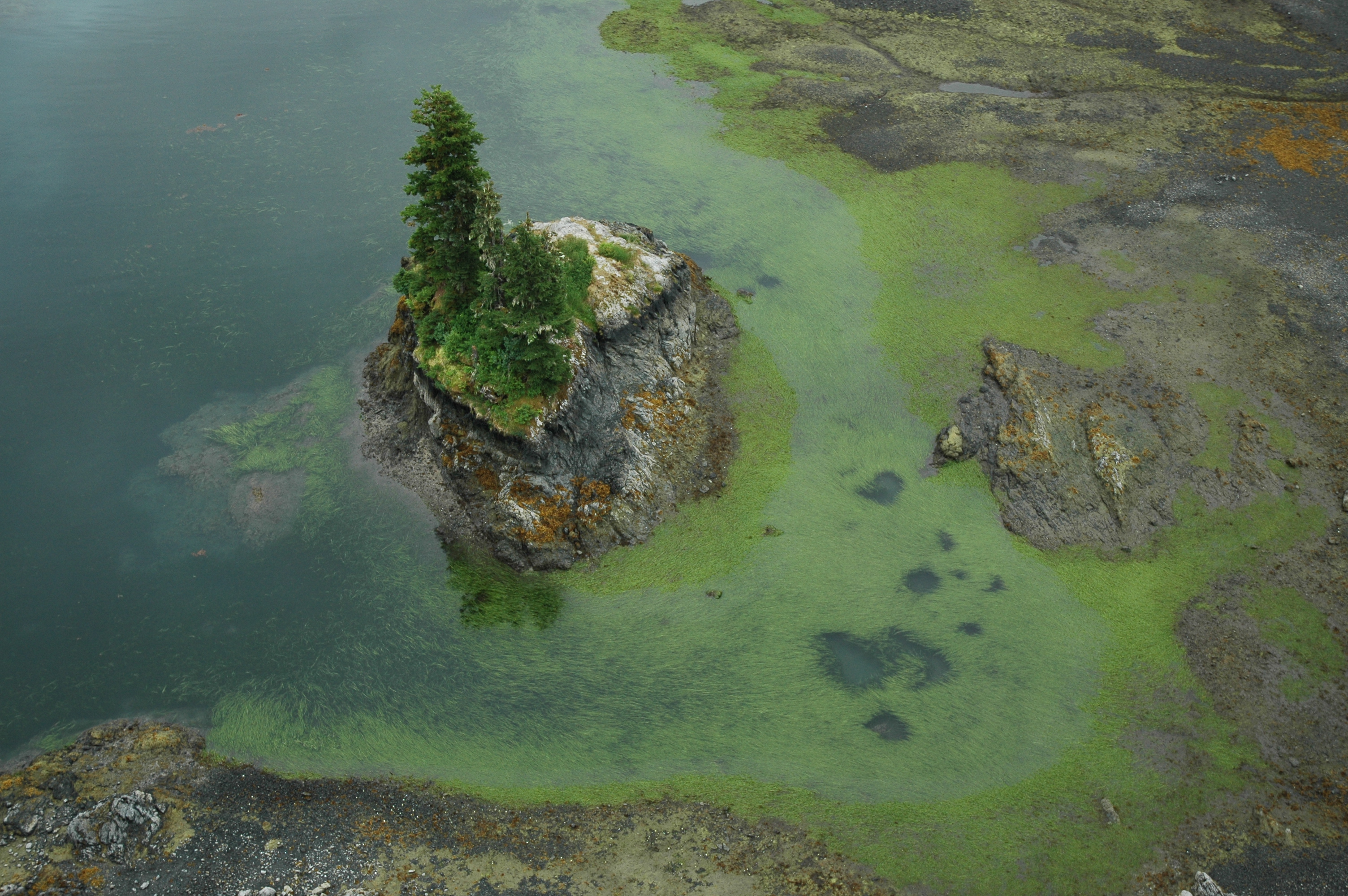 Zostera marina – M. Lindeberg · Prince William Sound · July 2004