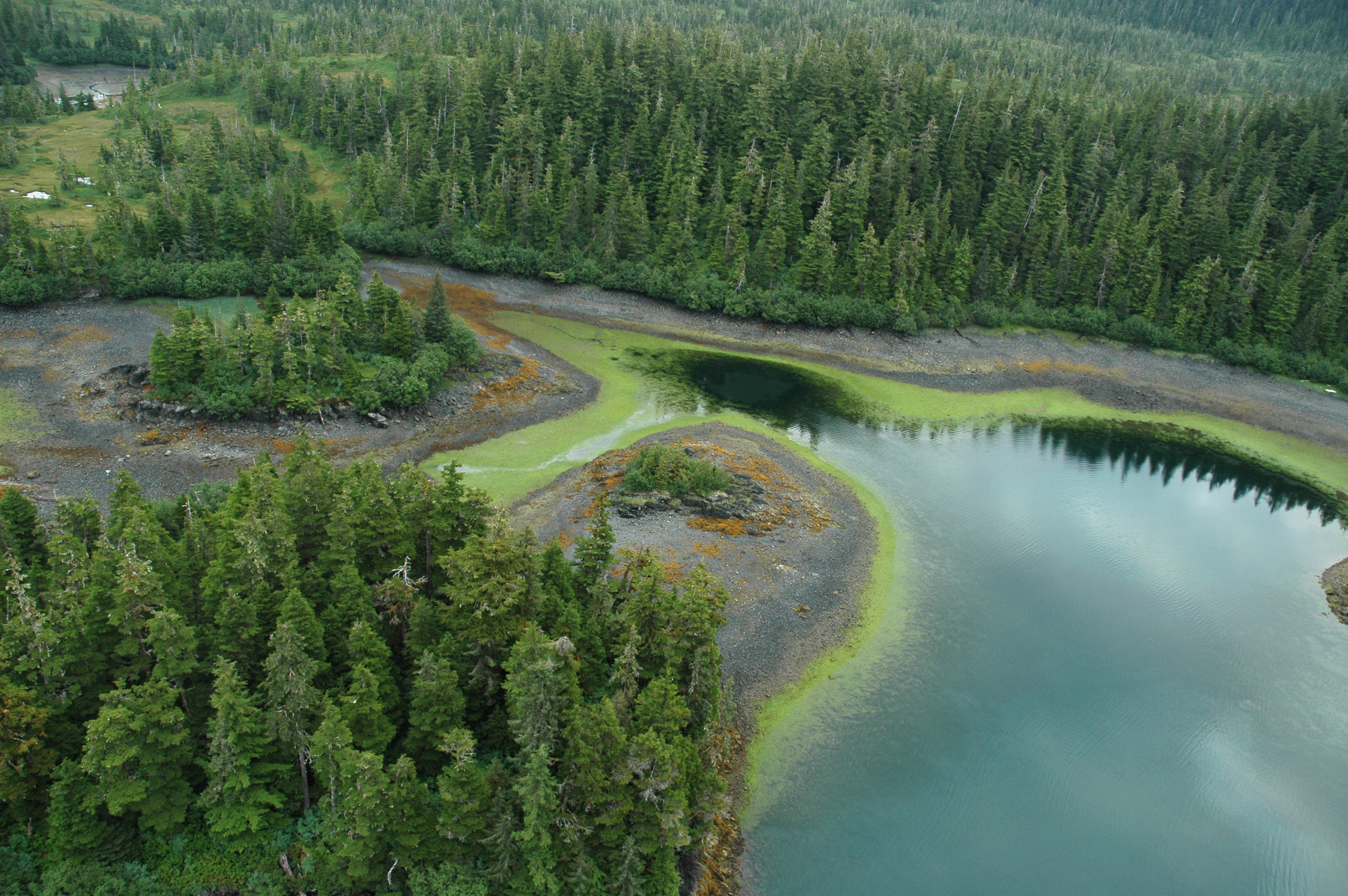 Zostera marina – M. Lindeberg · Prince William Sound · July 2004
