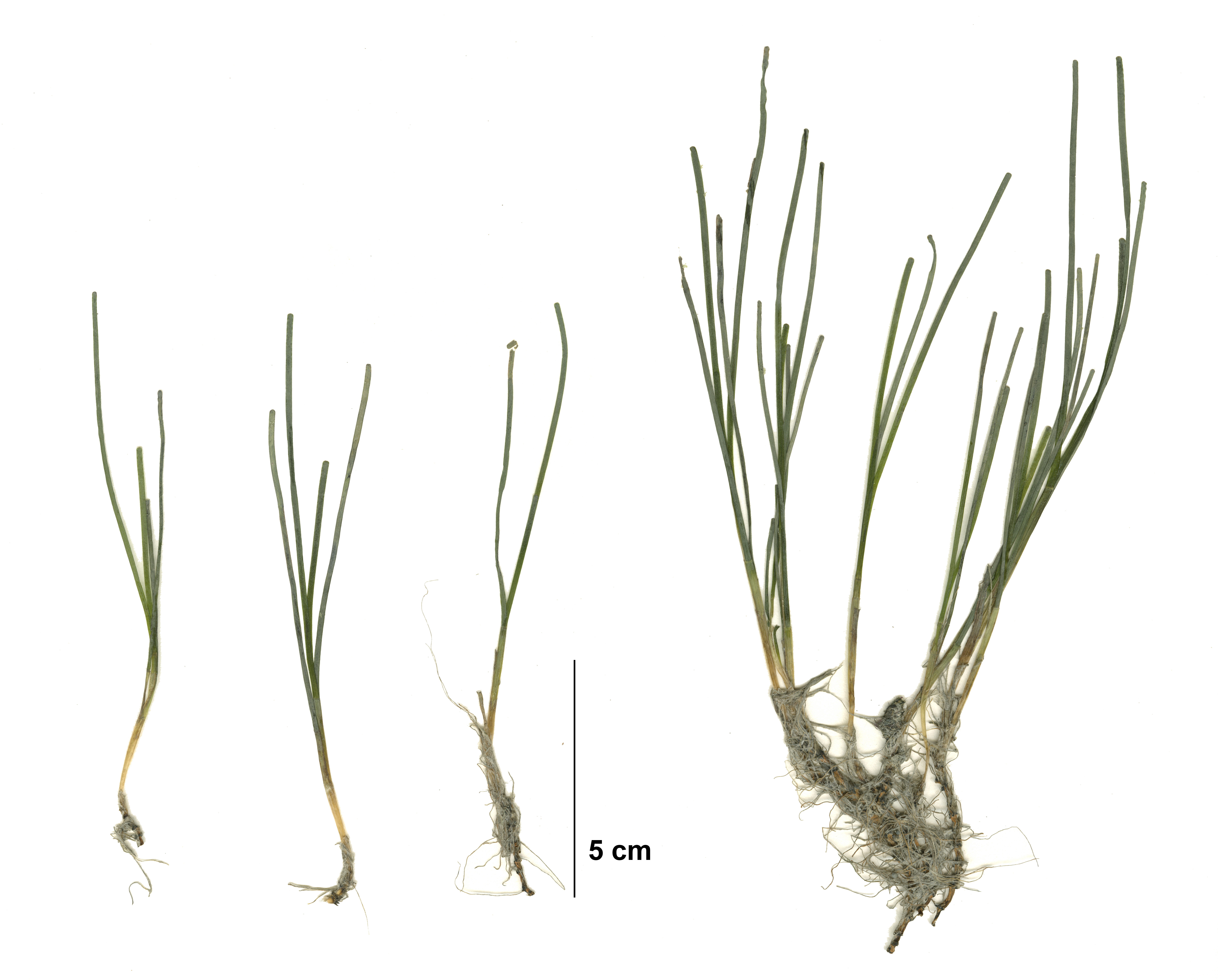Zostera marina – M. Lindeberg · Cook Inlet · May 2018