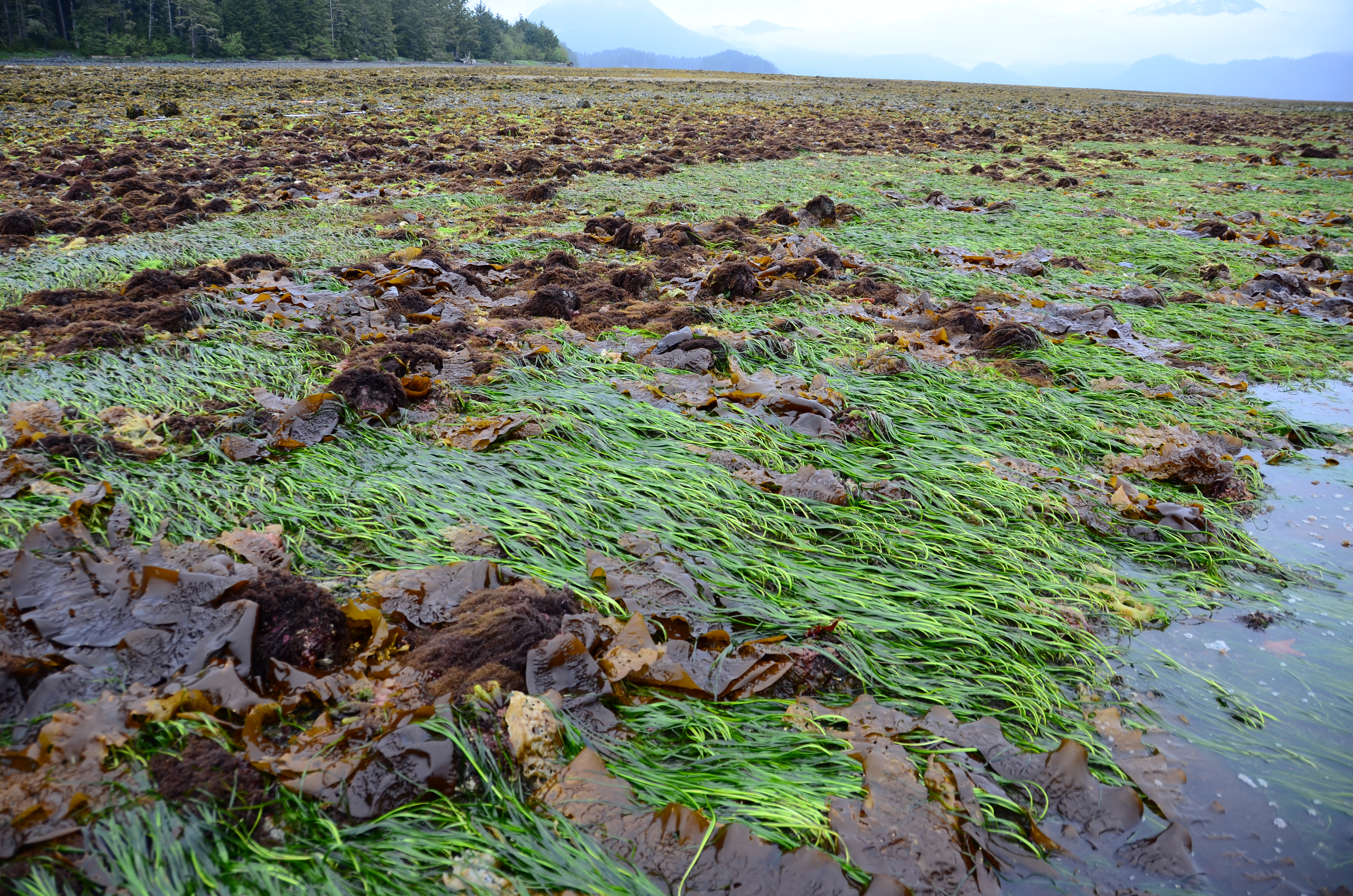 Zostera marina – M. Lindeberg · Southeast Alaska · May 2013