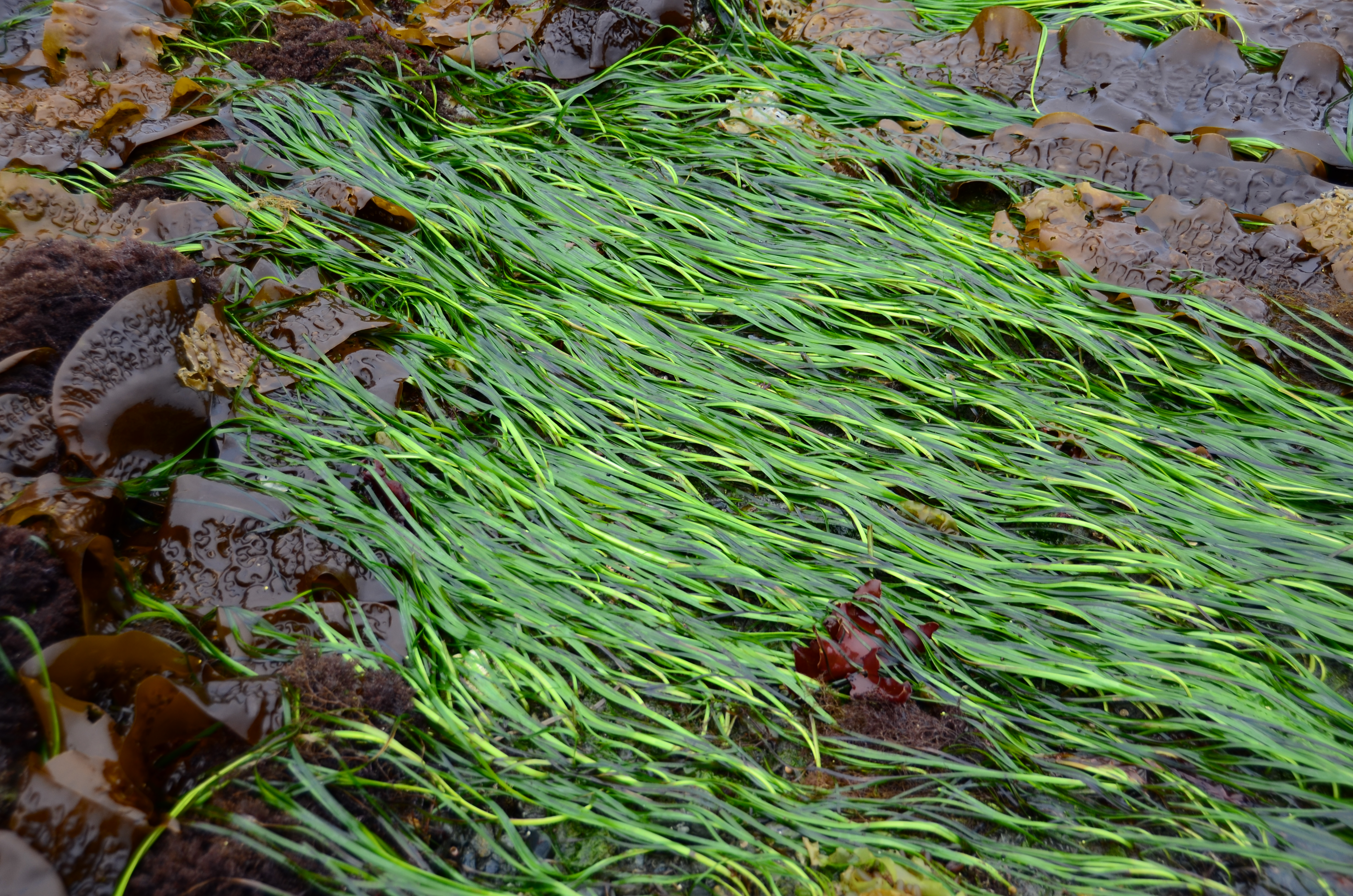 Zostera marina – M. Lindeberg · Southeast Alaska · May 2013