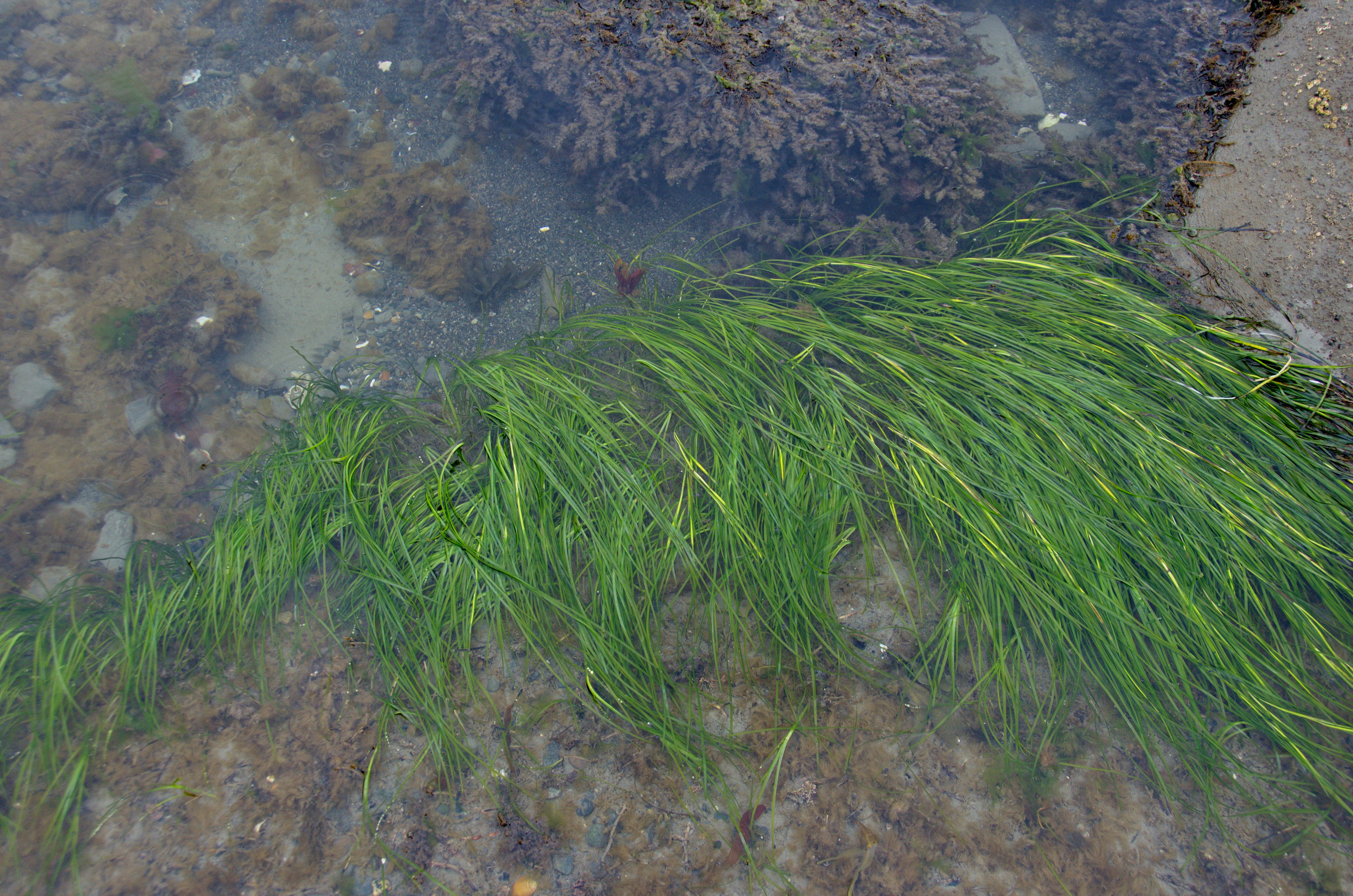 Zostera marina – M. Lindeberg · Cook Inlet · June 2016