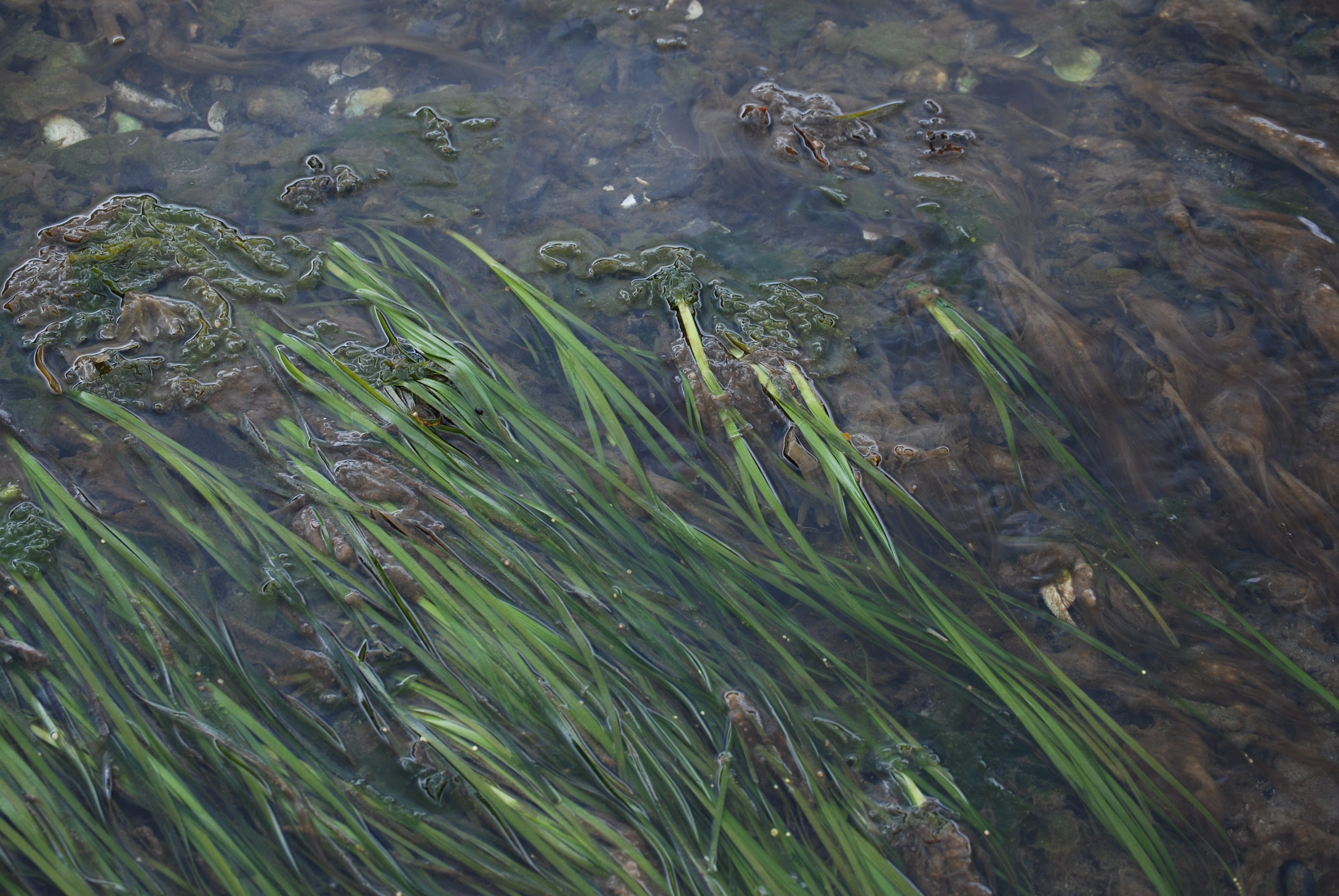 Zostera marina – M. Lindeberg · Cook Inlet · July 2008