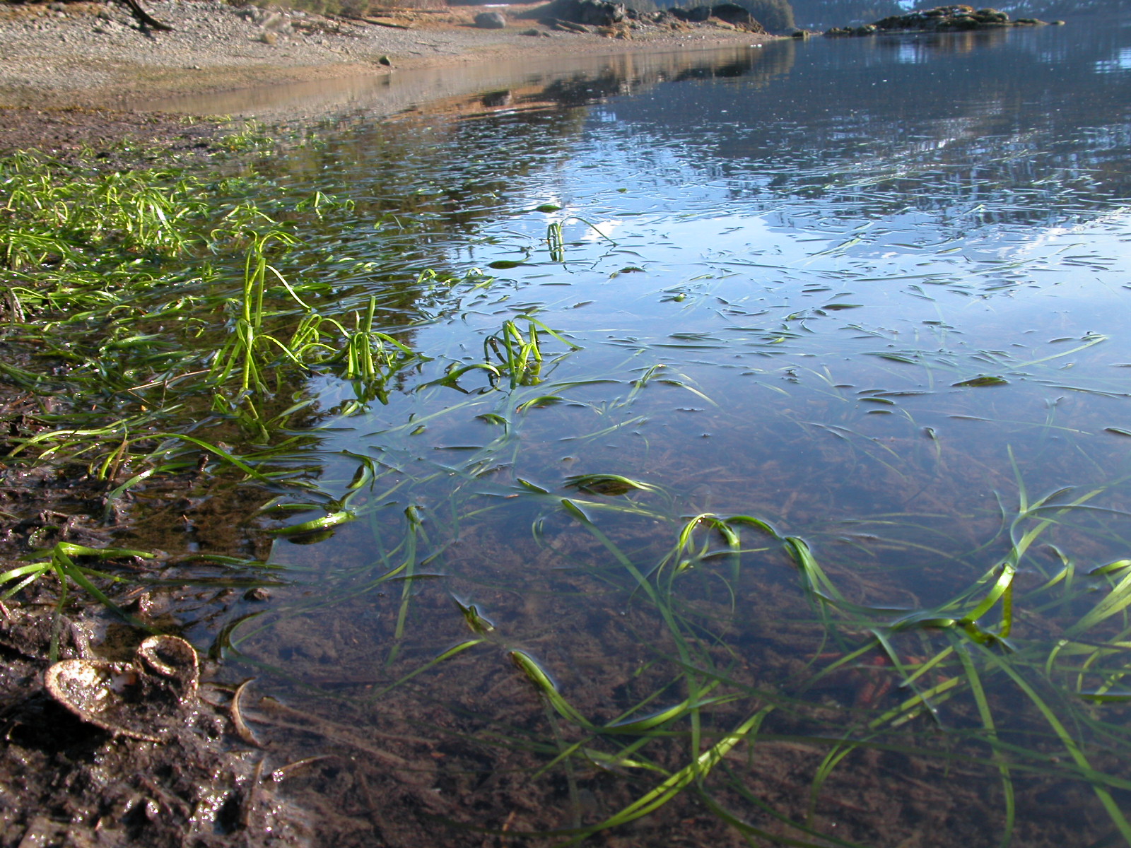 Zostera marina – M. Lindeberg · Prince William Sound · April 2006